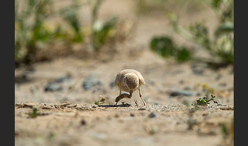 Sandlerche (Ammomanes cincturus)