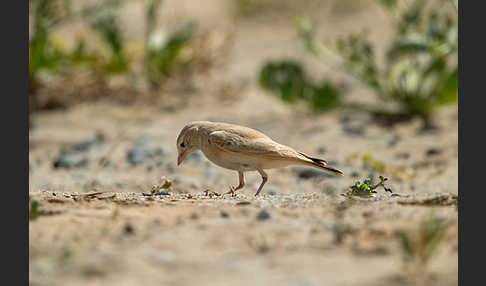 Sandlerche (Ammomanes cincturus)