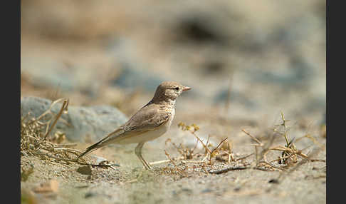 Sandlerche (Ammomanes cincturus)