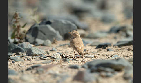 Sandlerche (Ammomanes cincturus)