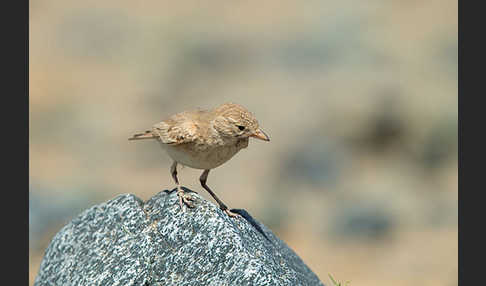 Sandlerche (Ammomanes cincturus)