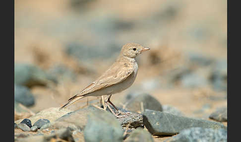 Sandlerche (Ammomanes cincturus)