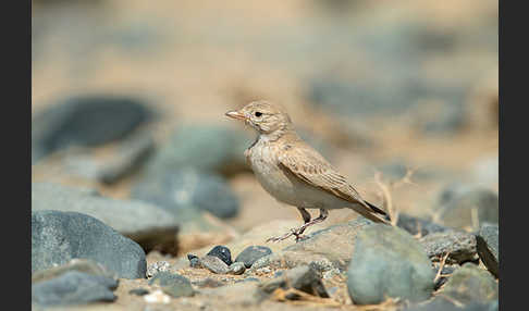 Sandlerche (Ammomanes cincturus)