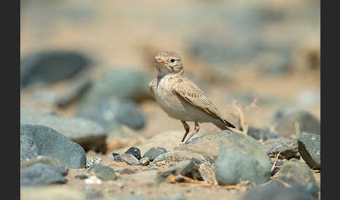 Sandlerche (Ammomanes cincturus)