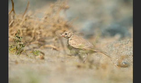 Sandlerche (Ammomanes cincturus)