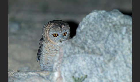 Fahlkauz (Strix hadorami)