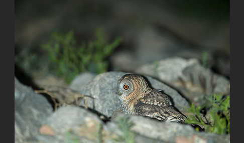 Fahlkauz (Strix hadorami)