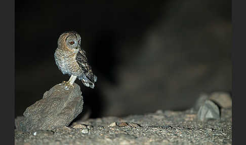 Fahlkauz (Strix hadorami)