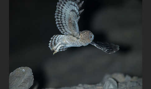 Fahlkauz (Strix hadorami)