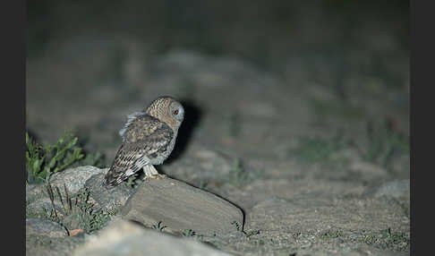 Fahlkauz (Strix hadorami)