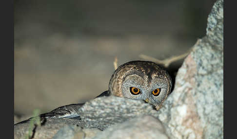 Fahlkauz (Strix hadorami)