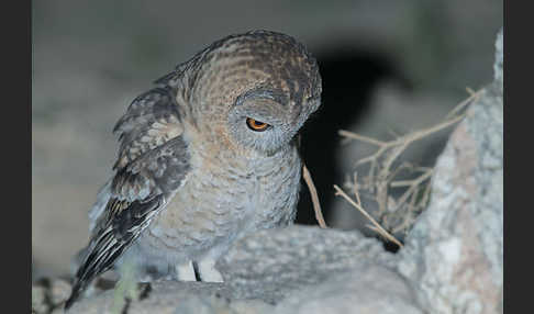 Fahlkauz (Strix hadorami)