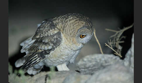 Fahlkauz (Strix hadorami)