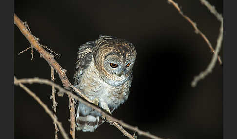 Fahlkauz (Strix hadorami)