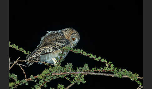 Fahlkauz (Strix hadorami)