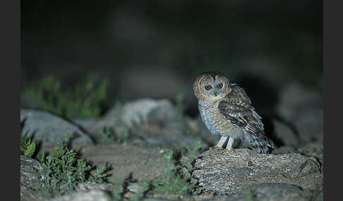 Fahlkauz (Strix hadorami)