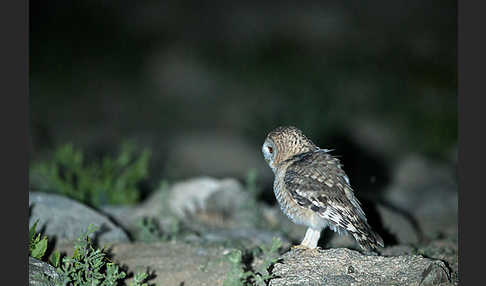 Fahlkauz (Strix hadorami)