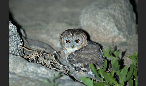 Fahlkauz (Strix hadorami)