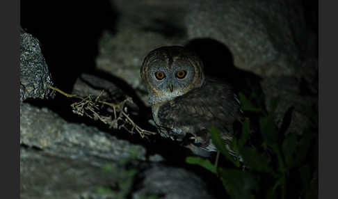 Fahlkauz (Strix hadorami)