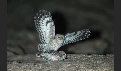 Fahlkauz (Strix hadorami)