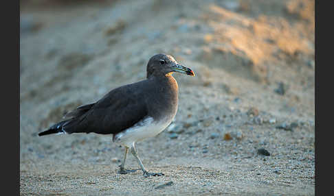 Hemprichmöwe (Larus hemprichii)