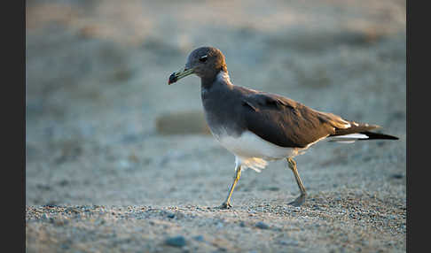 Hemprichmöwe (Larus hemprichii)