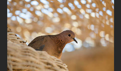 Palmtaube (Streptopelia senegalensis)