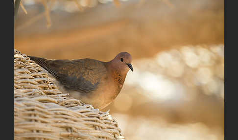 Palmtaube (Streptopelia senegalensis)