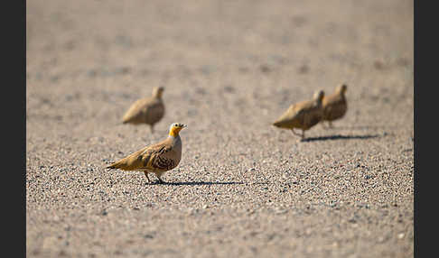 Tropfenflughuhn (Pterocles senegallus)