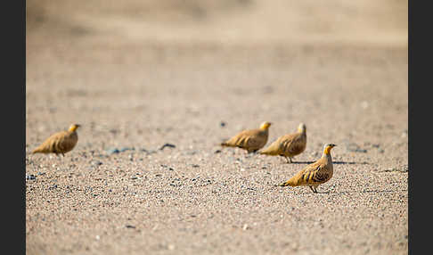 Tropfenflughuhn (Pterocles senegallus)