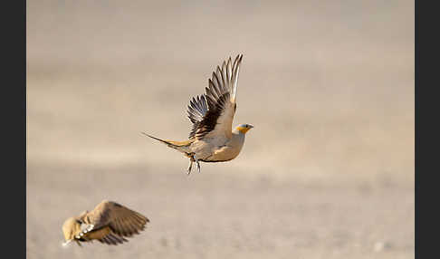 Tropfenflughuhn (Pterocles senegallus)