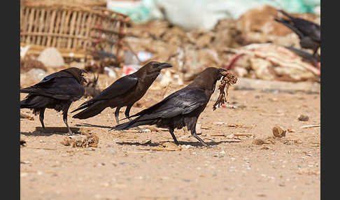 Wüstenrabe (Corvus ruficollis)