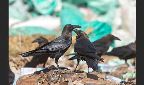 Wüstenrabe (Corvus ruficollis)