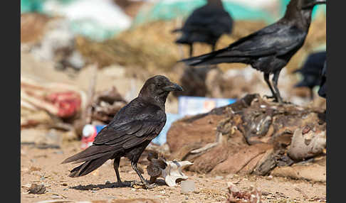 Wüstenrabe (Corvus ruficollis)