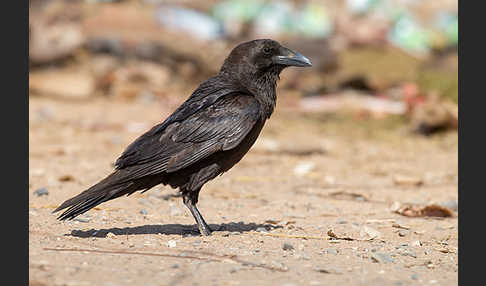 Wüstenrabe (Corvus ruficollis)