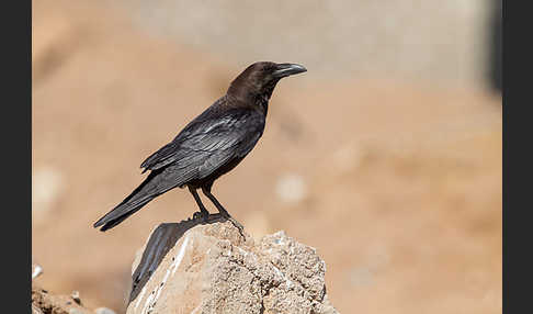 Wüstenrabe (Corvus ruficollis)