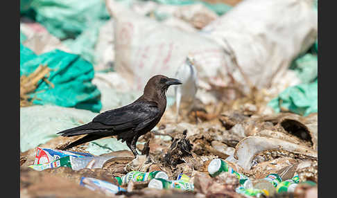 Wüstenrabe (Corvus ruficollis)