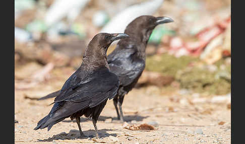 Wüstenrabe (Corvus ruficollis)