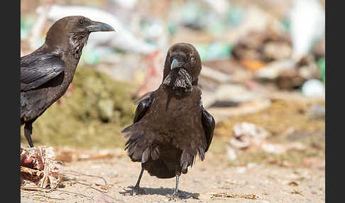 Wüstenrabe (Corvus ruficollis)