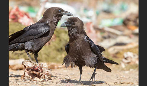 Wüstenrabe (Corvus ruficollis)