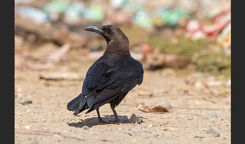 Wüstenrabe (Corvus ruficollis)