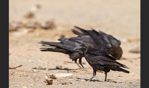 Wüstenrabe (Corvus ruficollis)