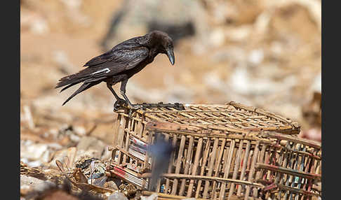 Wüstenrabe (Corvus ruficollis)