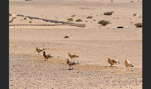 Schmutzgeier (Neophron percnopterus)