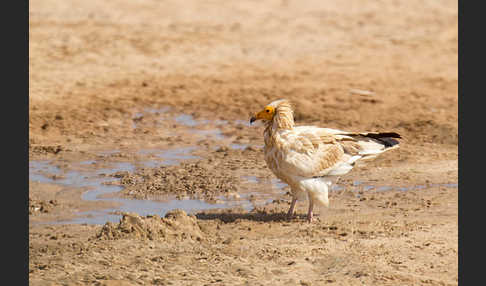 Schmutzgeier (Neophron percnopterus)