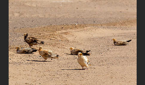 Schmutzgeier (Neophron percnopterus)