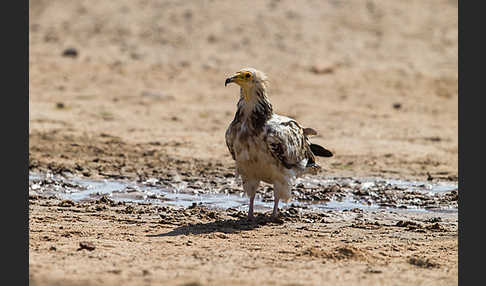 Schmutzgeier (Neophron percnopterus)