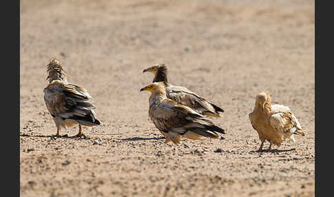 Schmutzgeier (Neophron percnopterus)