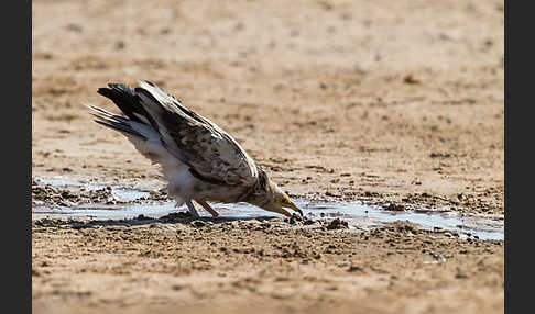 Schmutzgeier (Neophron percnopterus)