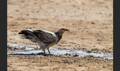 Schmutzgeier (Neophron percnopterus)